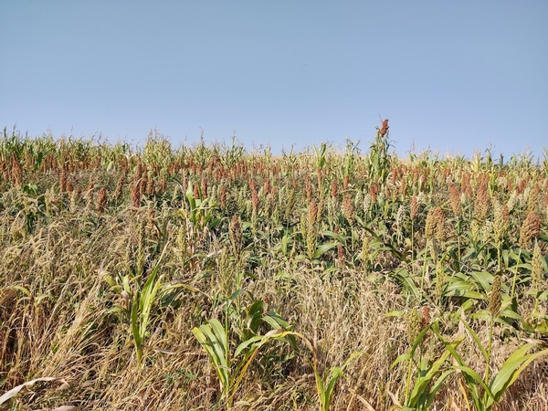 2020 UGUIDE Week 3 Harvest Report By Camp